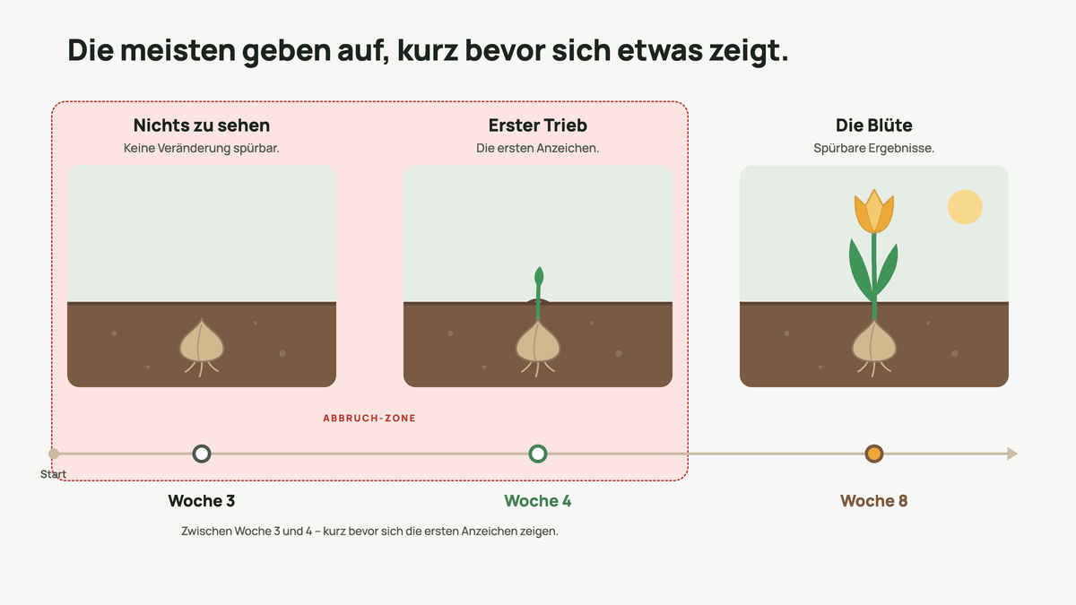 Zeitstrahl: Woche 3 nichts zu sehen, Woche 4 erster Trieb, Woche 8 die Blüte