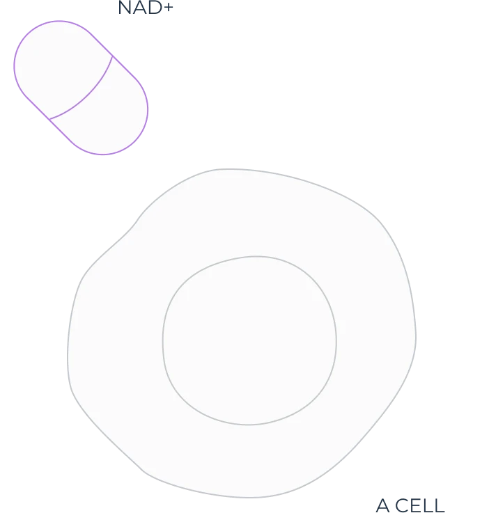 NAD+ intake illustration