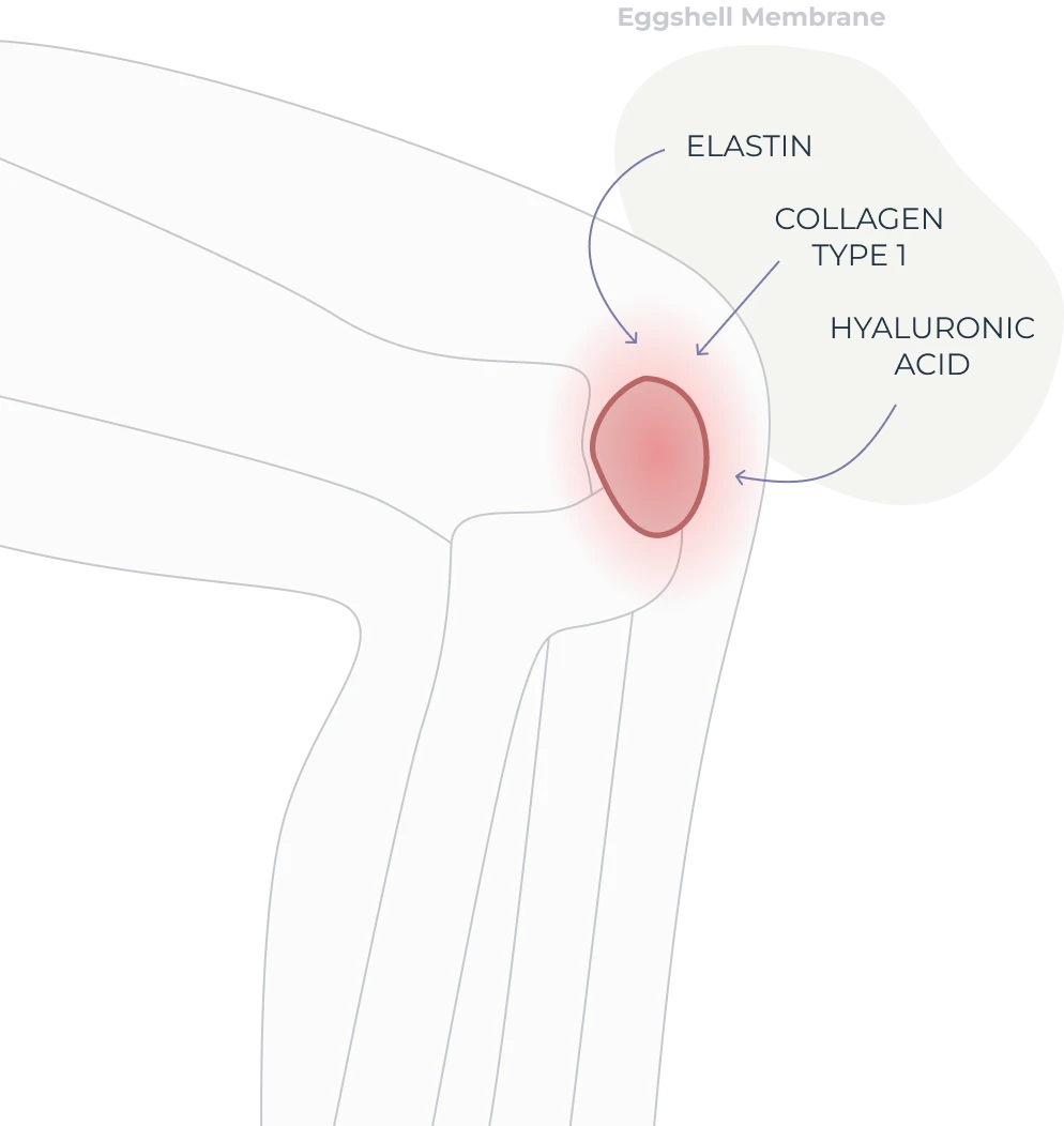 Cartilage repair illustration