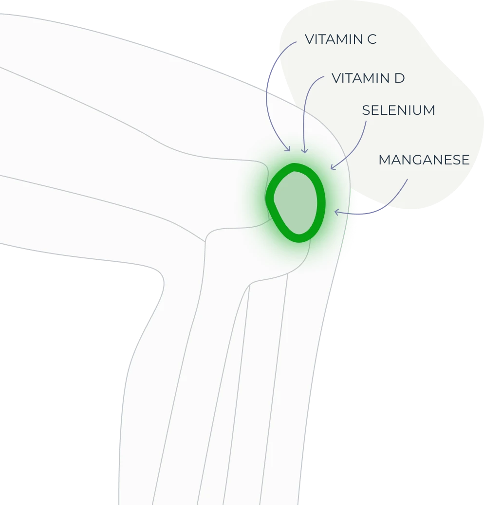 Long-term joint health illustration